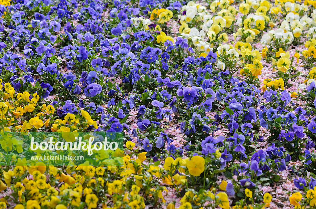 531089 - Violette multicaule (Viola x wittrockiana)