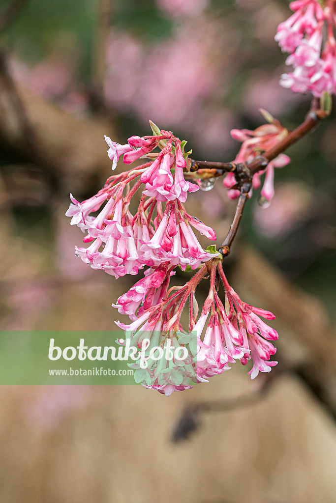 651567 - Viorne d'hiver (Viburnum x bodnantense 'Charles Lamont')