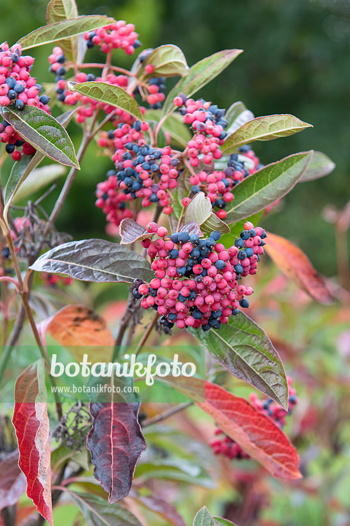 616351 - Viorne nue (Viburnum nudum 'Brandywine')