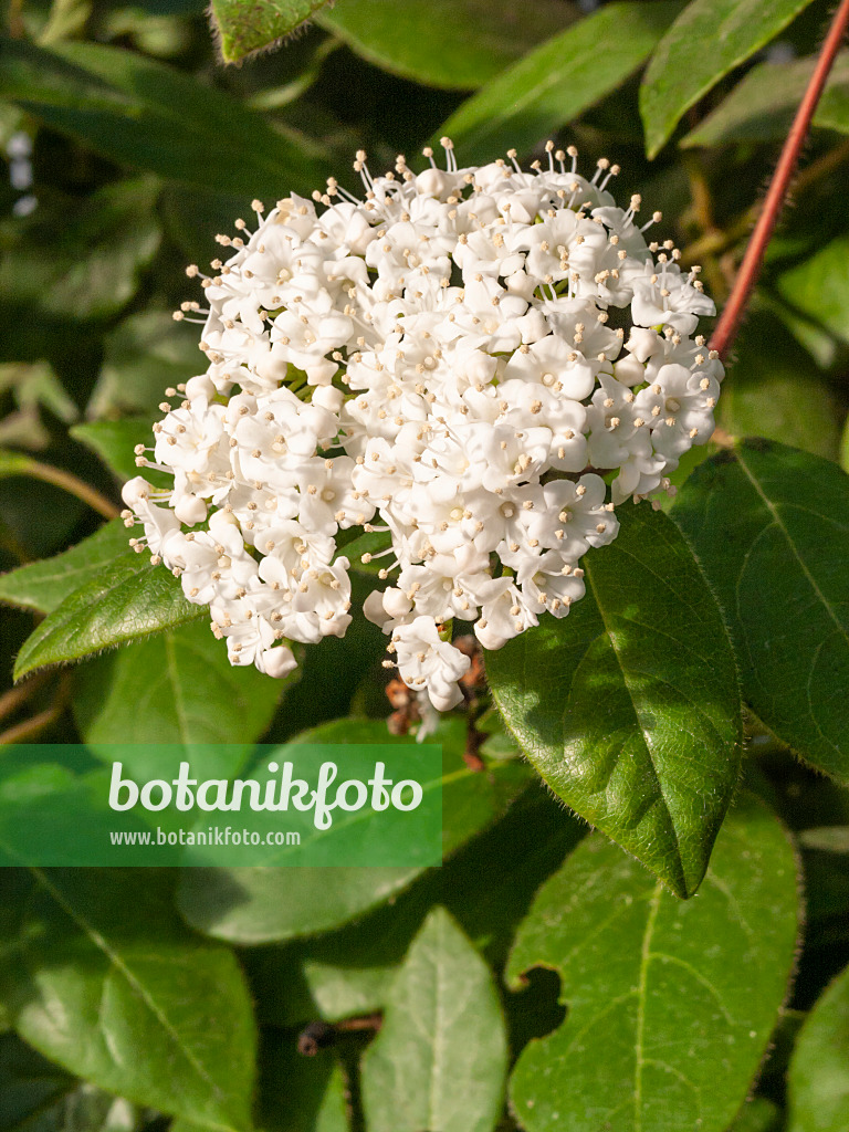 409003 - Viorne tin (Viburnum tinus)