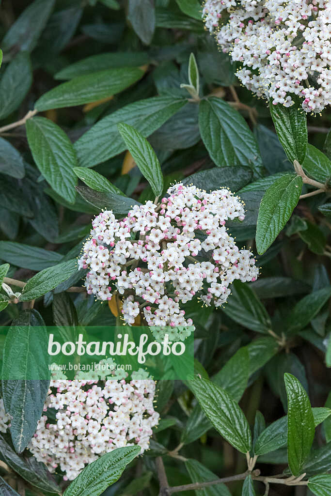 675382 - Viorne (Viburnum Pragense)