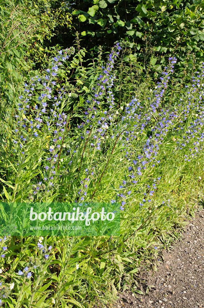 473293 - Viper's bugloss (Echium vulgare)