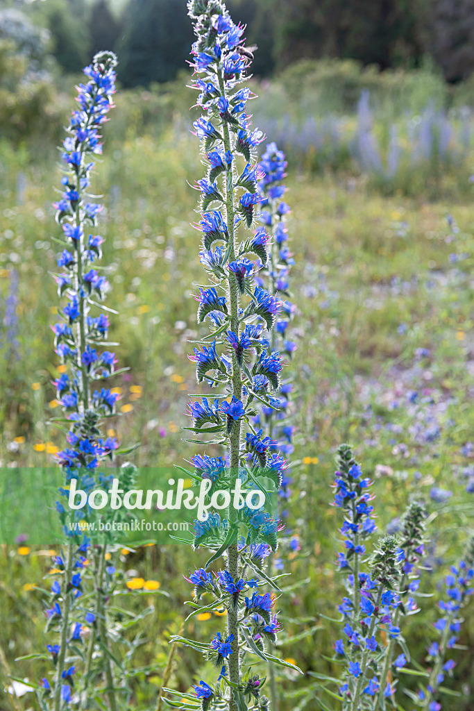 651230 - Viper's bugloss (Echium vulgare)