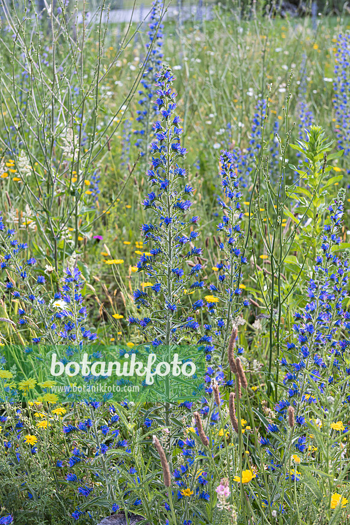651231 - Viper's bugloss (Echium vulgare)