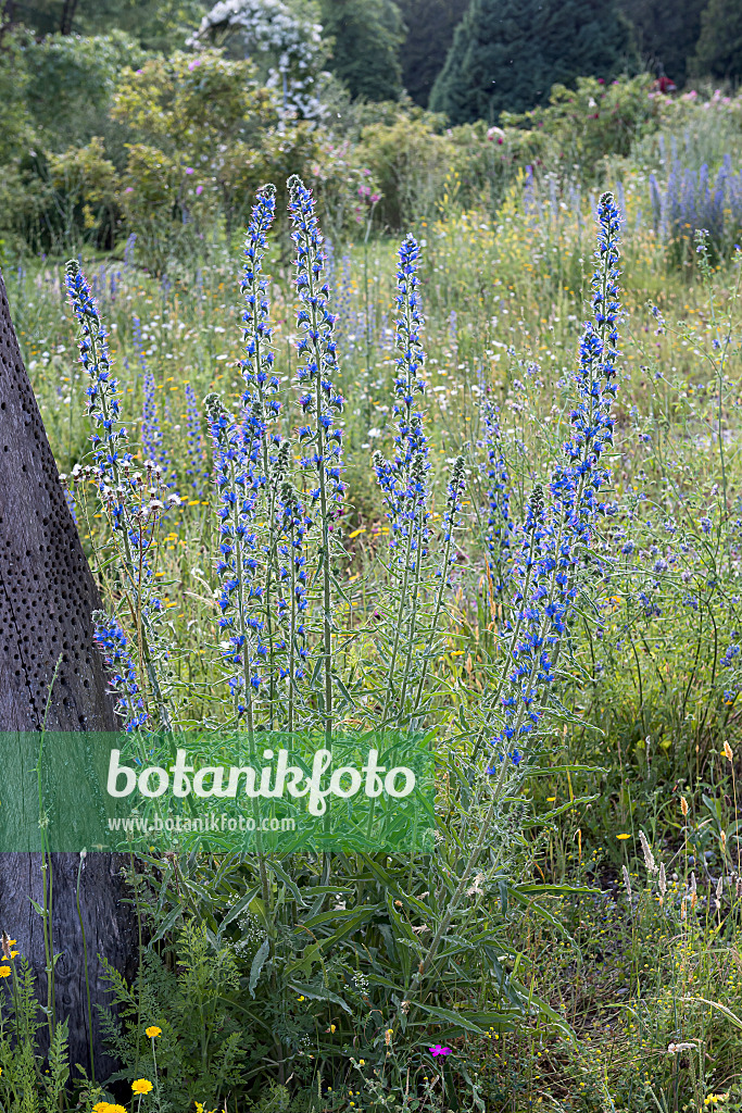 651232 - Viper's bugloss (Echium vulgare)