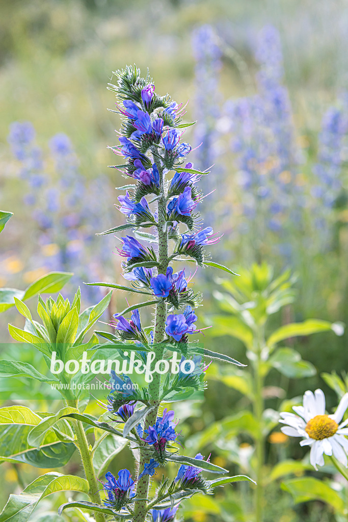 651233 - Viper's bugloss (Echium vulgare)