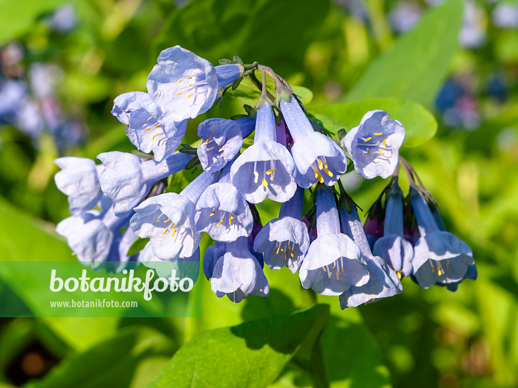 437167 - Virginia bluebells (Mertensia virginica)