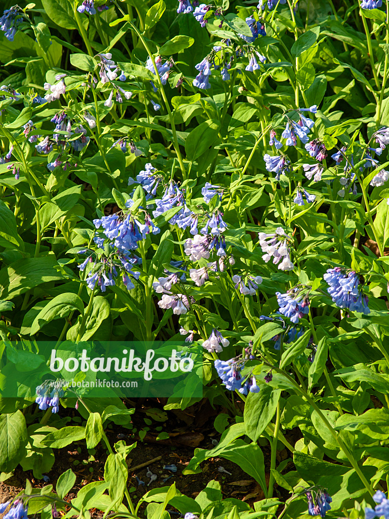437168 - Virginia bluebells (Mertensia virginica)