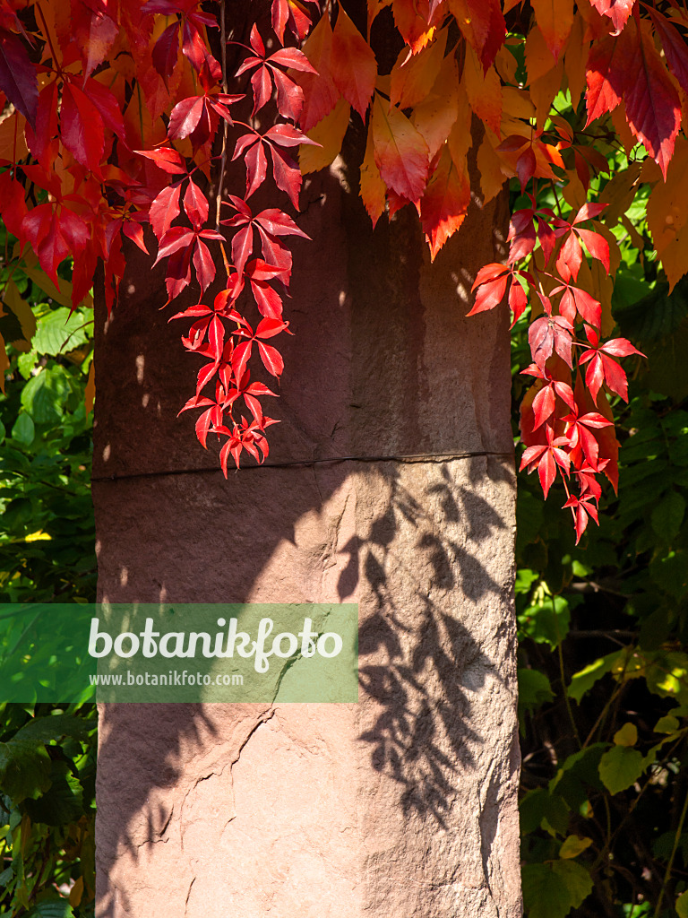 430112 - Virginia creeper (Parthenocissus quinquefolia)