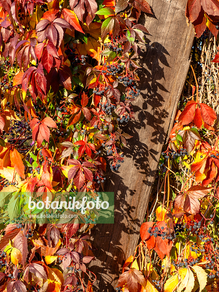442133 - Virginia creeper (Parthenocissus quinquefolia)