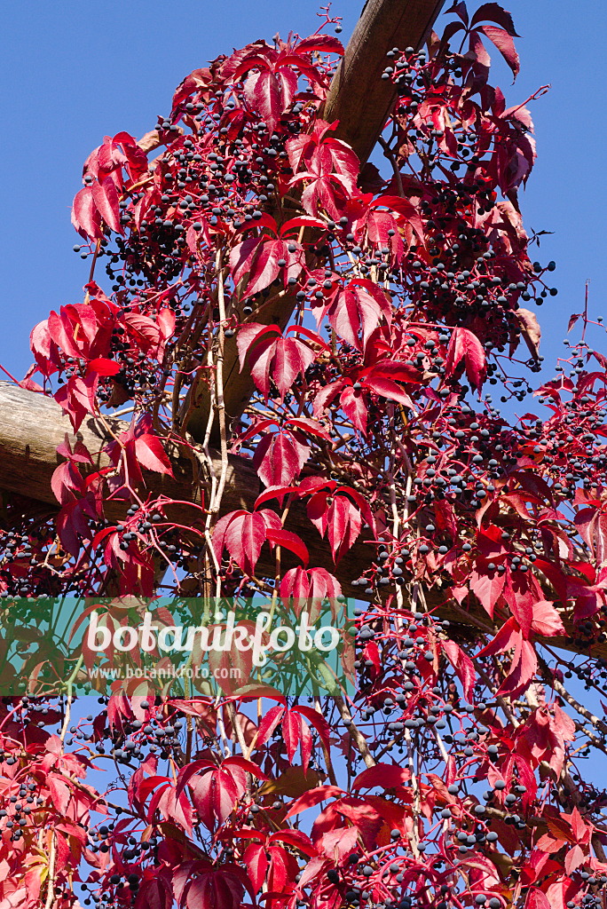 672012 - Virginia creeper (Parthenocissus quinquefolia)