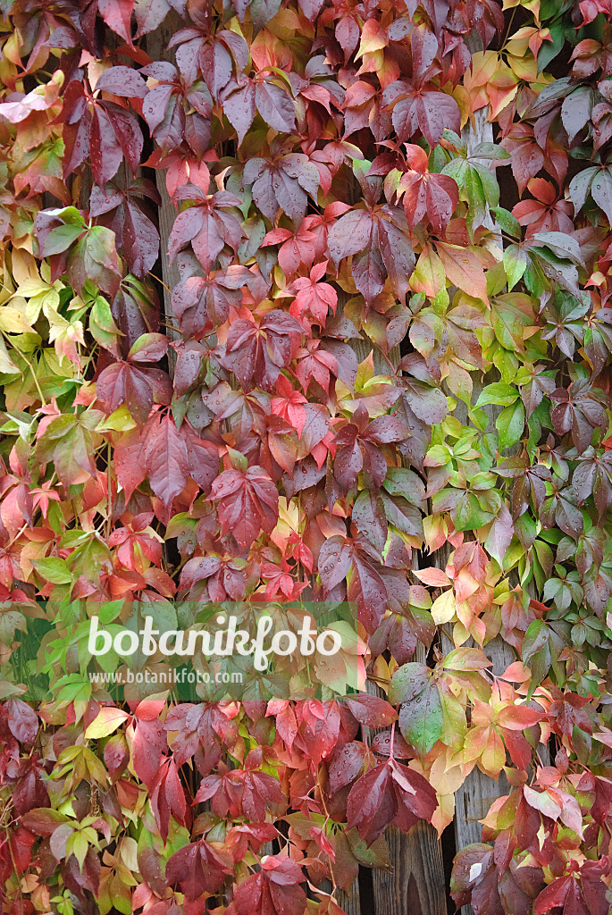 502302 - Virginia creeper (Parthenocissus quinquefolia 'Engelmannii')