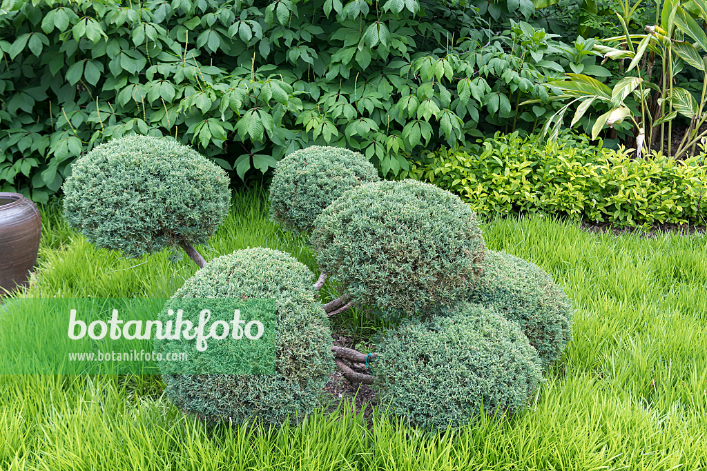 664215 - Virginian juniper (Juniperus virginiana 'Hetz')