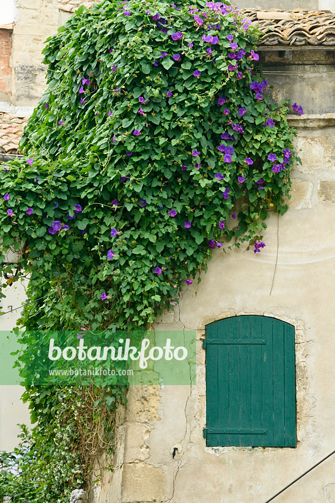 557111 - Volubilis (Ipomoea purpurea)