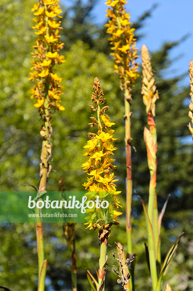508501 - Wachendorfia thyrsiflora