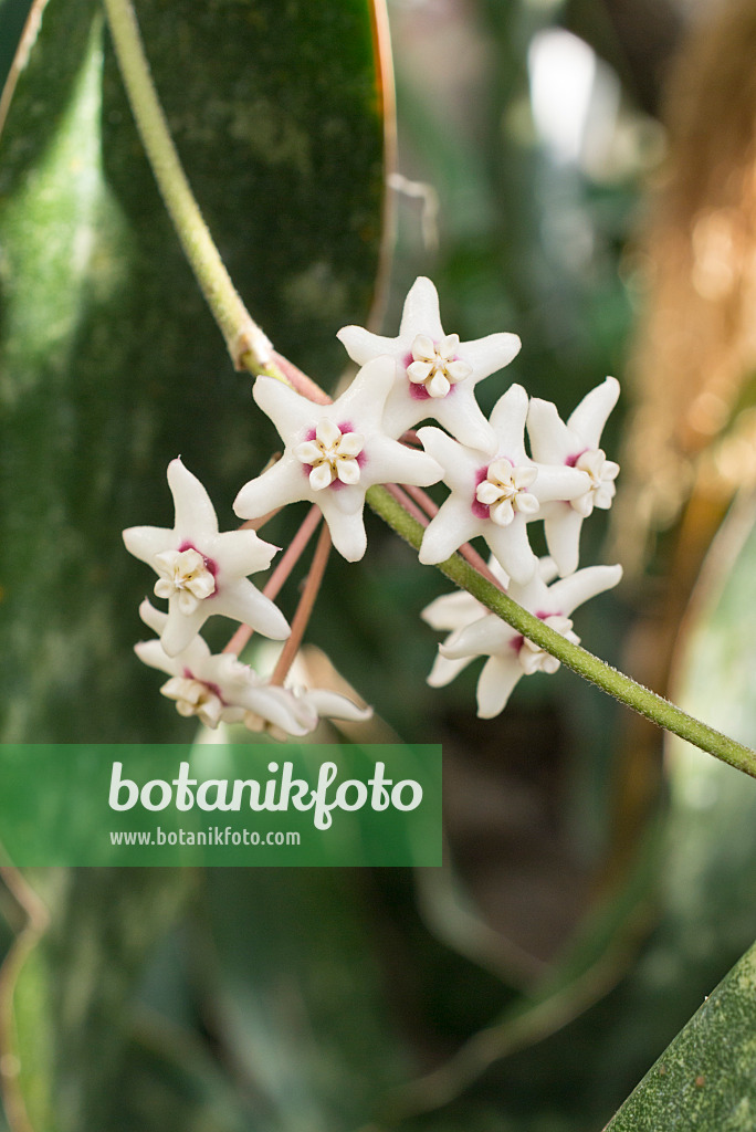 549184 - Wachsblume (Hoya australis)