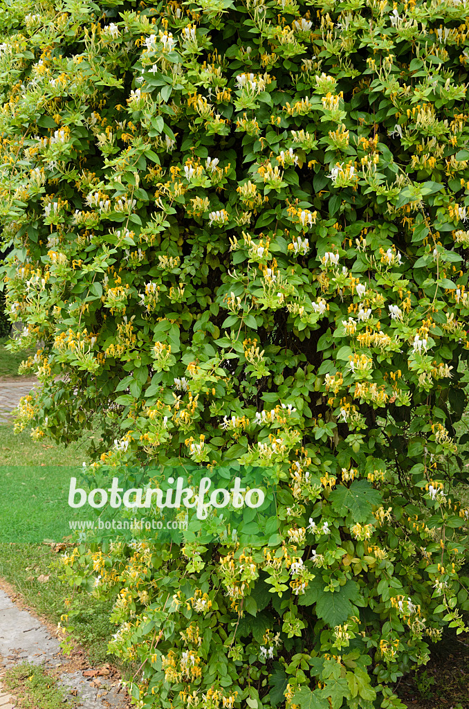 521389 - Waldgeißblatt (Lonicera periclymenum)
