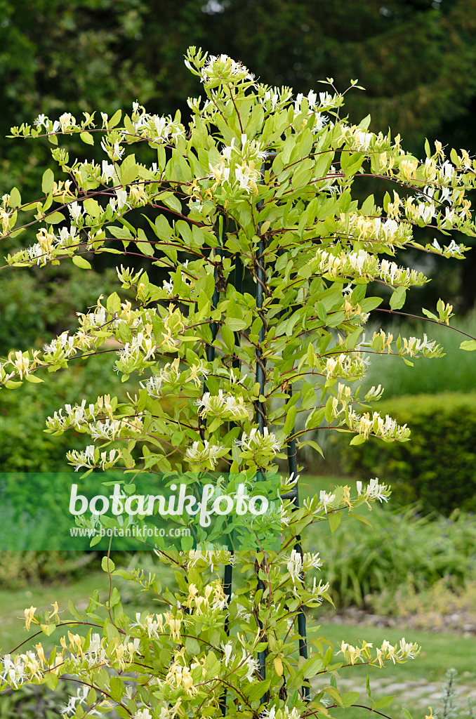 521233 - Waldgeißblatt (Lonicera periclymenum 'Graham Thomas')