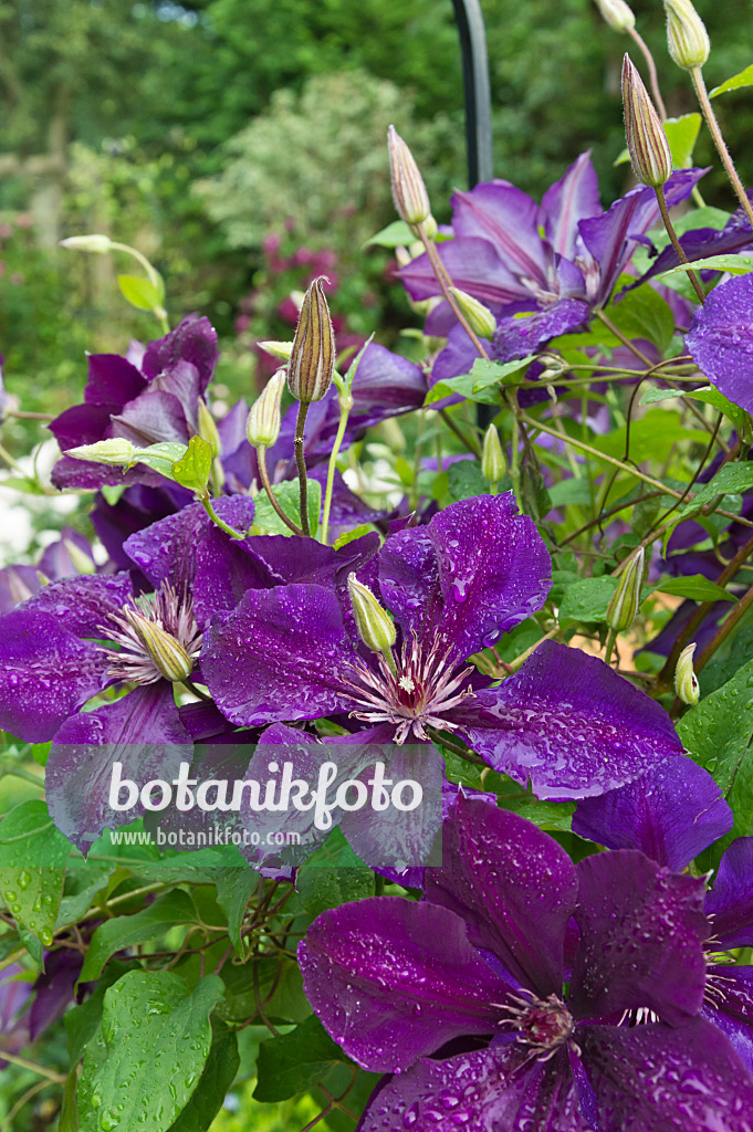 510057 - Waldrebe (Clematis The President)
