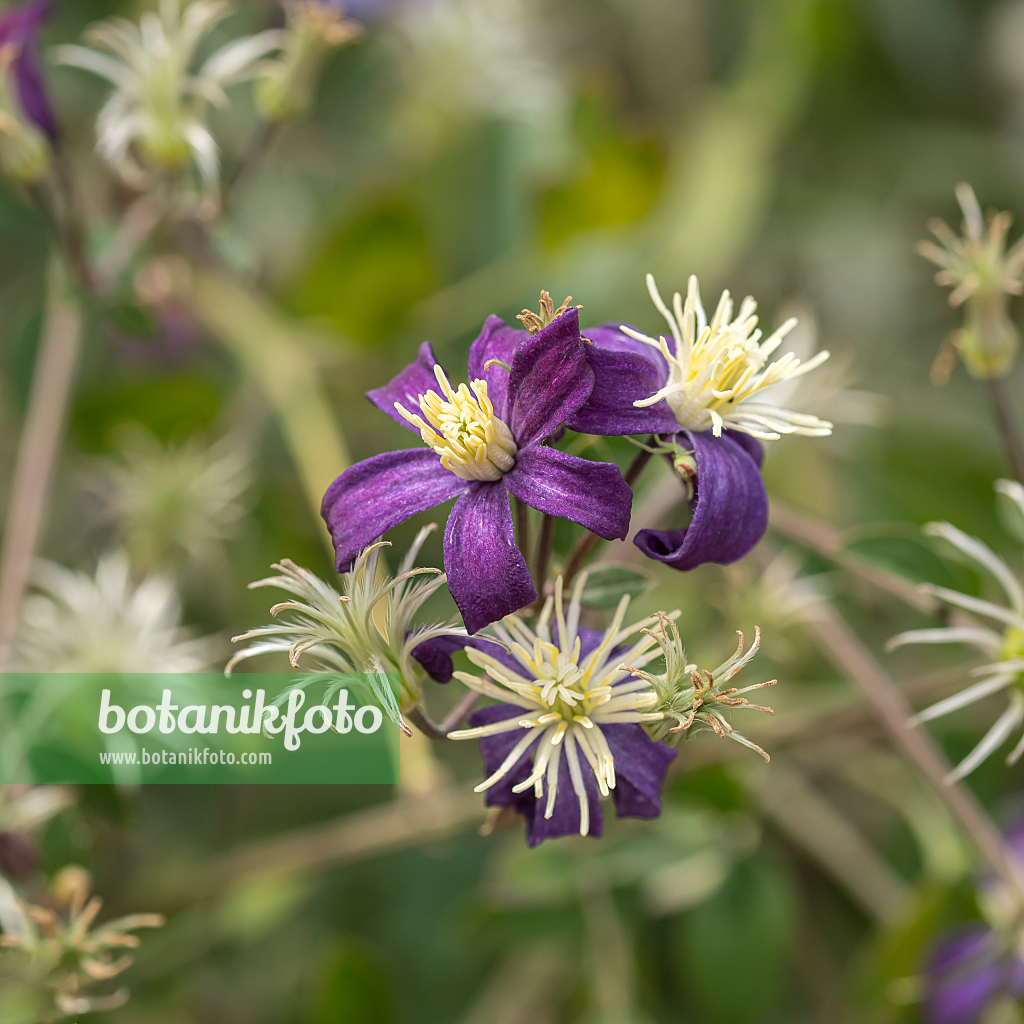 664091 - Waldrebe (Clematis x aromatica)