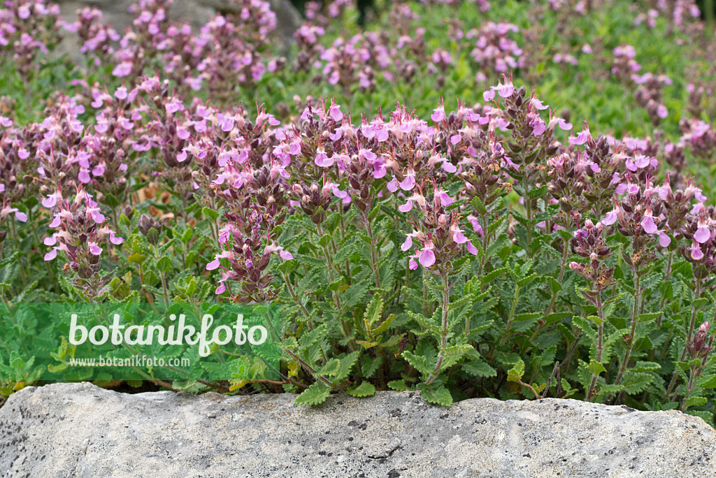 608105 - Wall germander (Teucrium chamaedrys)