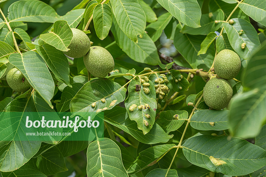 616209 - Walnut (Juglans) and walnet gall mite (Eriophyes erineus)