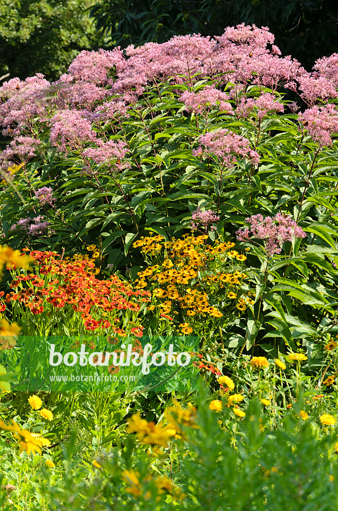 523212 - Wasserdost (Eupatorium maculatum syn. Eutrochium maculatum) und Sonnenbraut (Helenium)