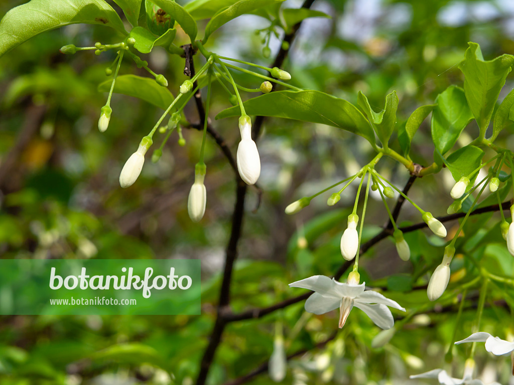 434198 - Water jasmine (Wrightia religiosa)