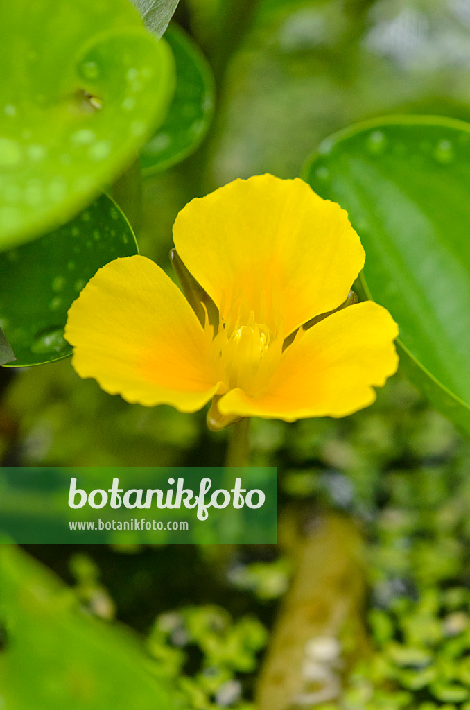 536057 - Water poppy (Hydrocleys martii)