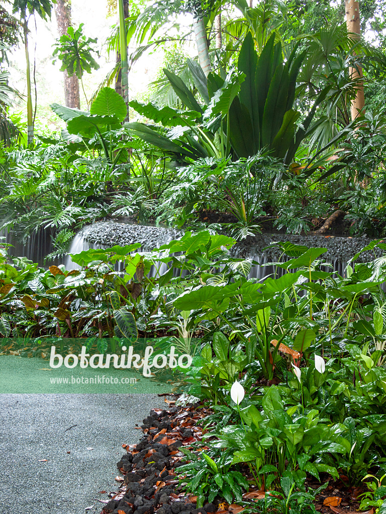 411138 - Waterfall in a tropical garden