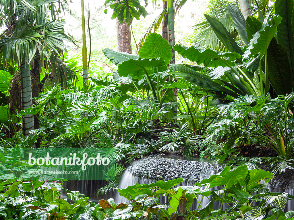411139 - Waterfall in a tropical garden