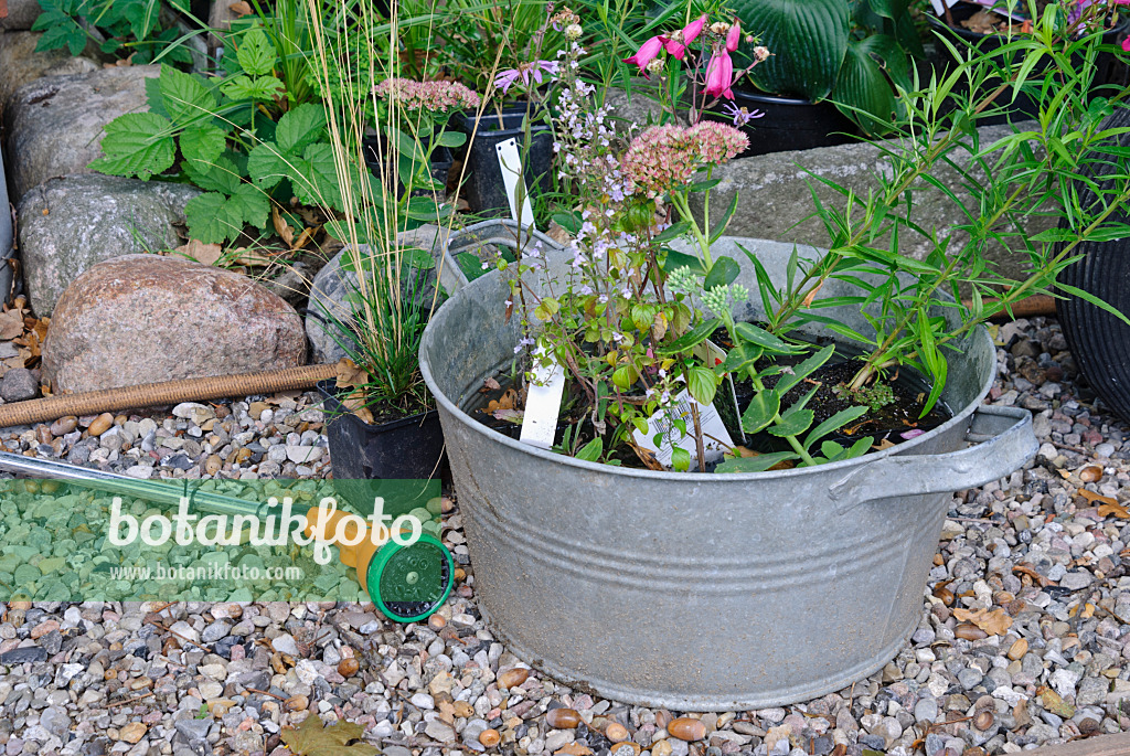 483045 - Watering perennials before planting