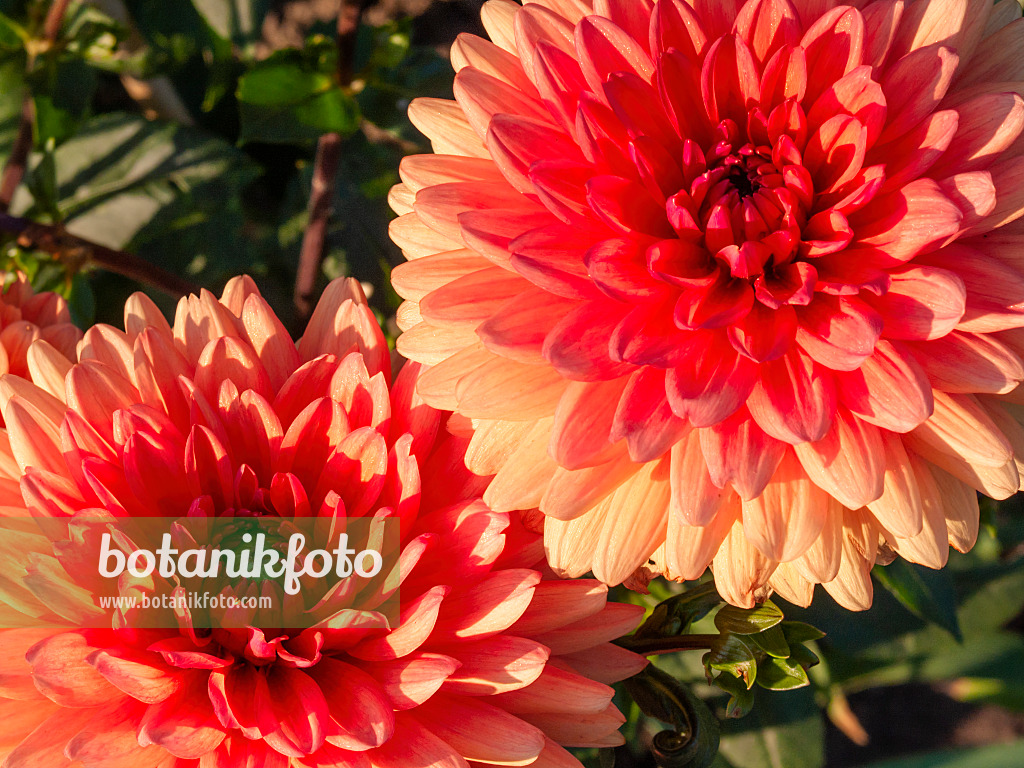 404031 - Waterlily dahlia (Dahlia Clarence)