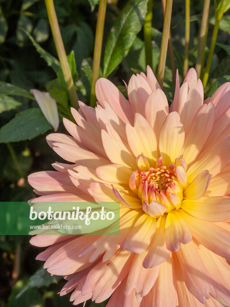 405041 - Waterlily dahlia (Dahlia Gräfin Cosel)