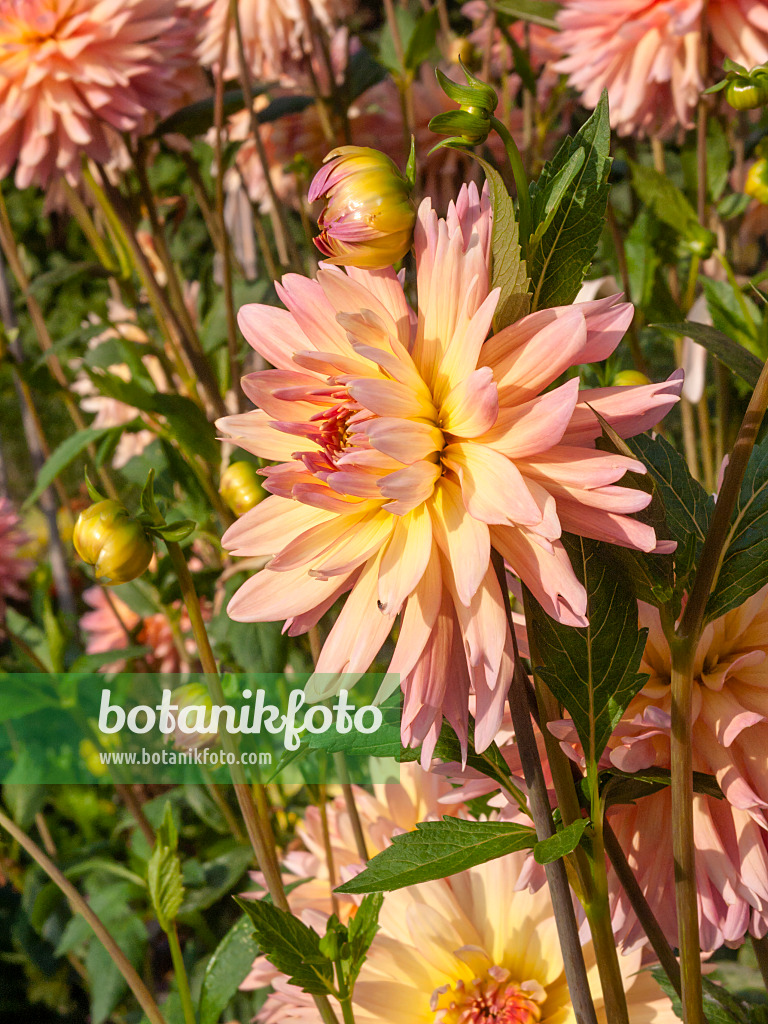 405042 - Waterlily dahlia (Dahlia Gräfin Cosel)