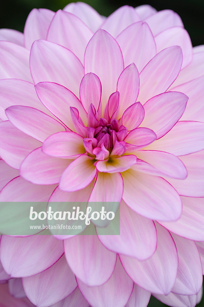 476117 - Waterlily dahlia (Dahlia Oriental Dream)