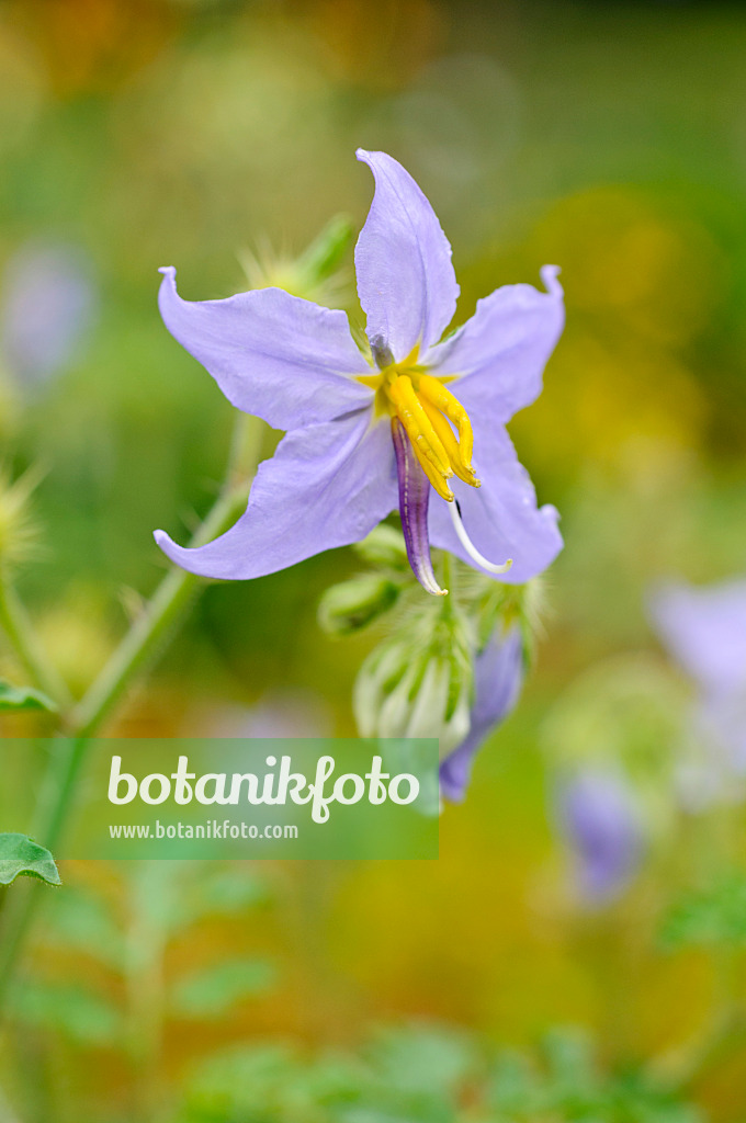 474265 - Watermelon nightshade (Solanum citrullifolium)