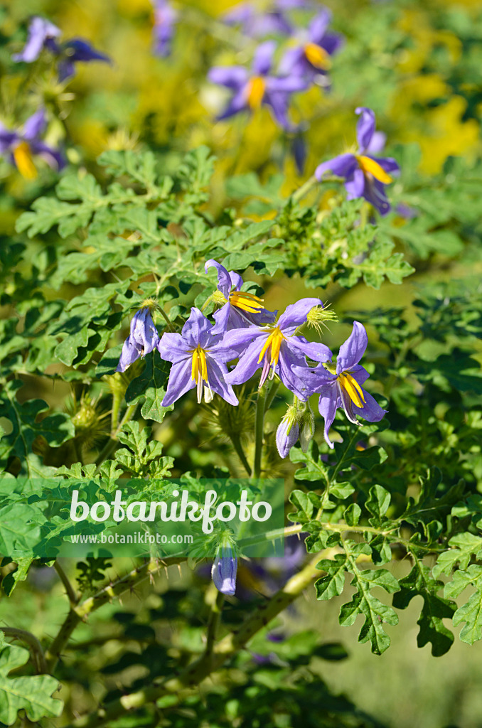 498044 - Watermelon nightshade (Solanum citrullifolium)