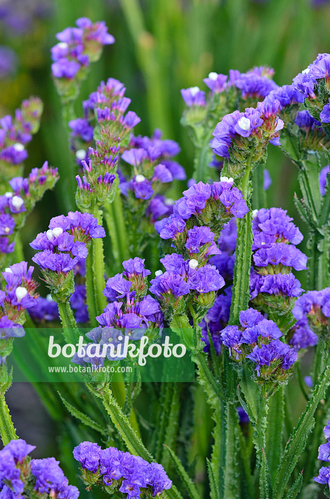 524133 - Wavyleaf sea lavender (Limonium sinuatum)