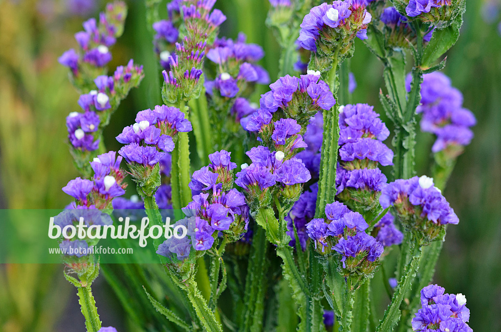 524134 - Wavyleaf sea lavender (Limonium sinuatum)
