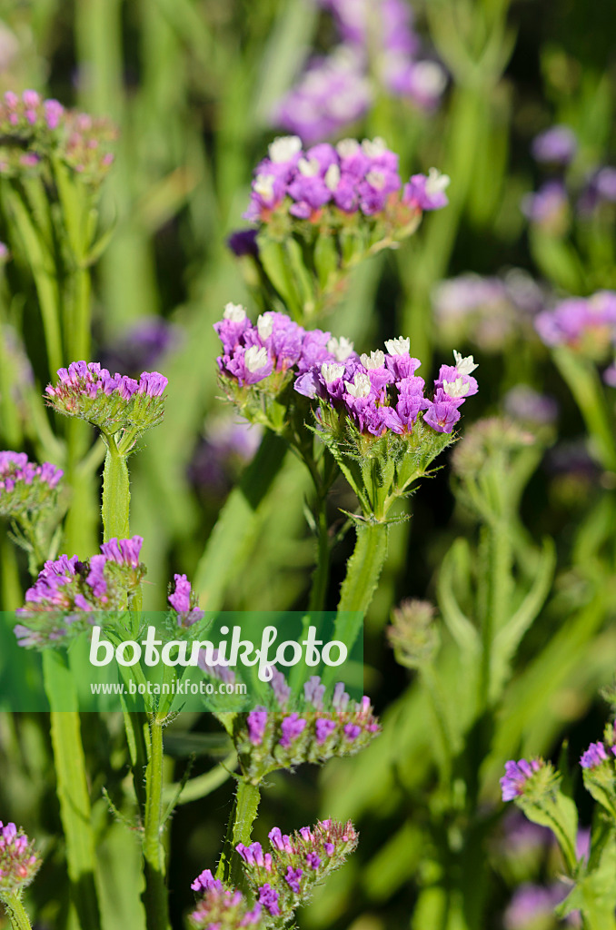 534290 - Wavyleaf sea lavender (Limonium sinuatum)
