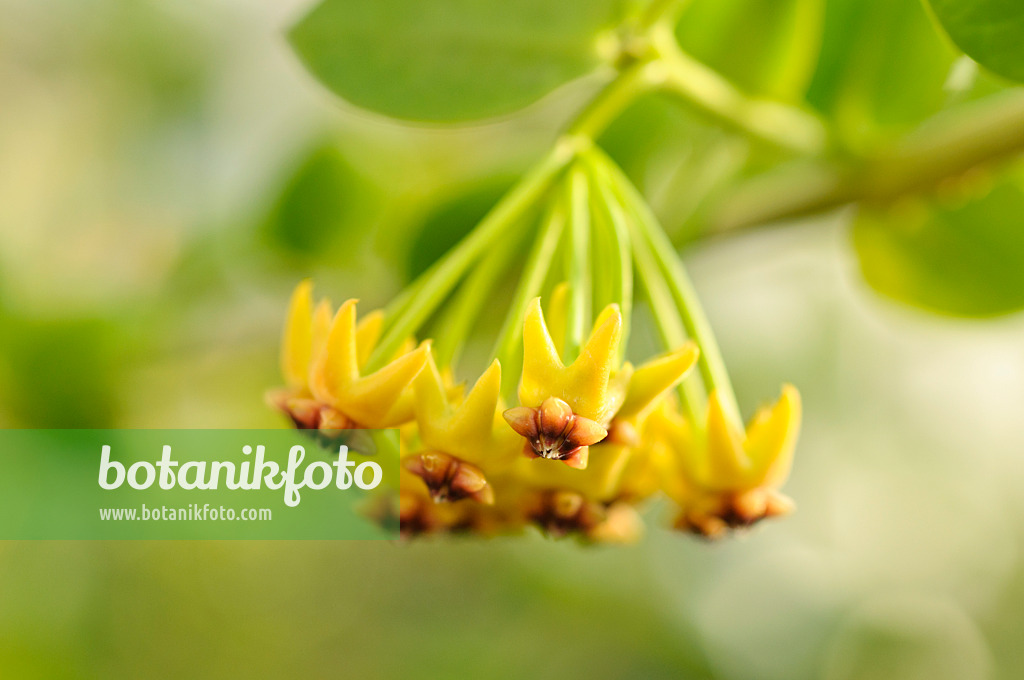 477118 - Wax plant (Hoya cumingiana)