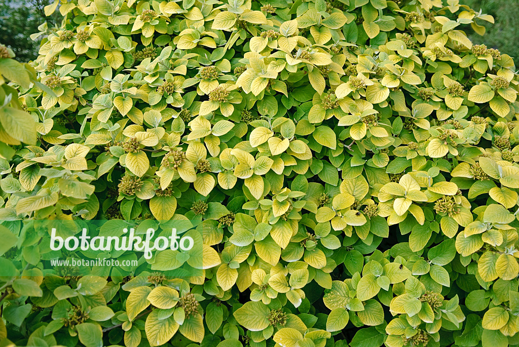 502449 - Wayfaring tree (Viburnum lantana 'Aureum')