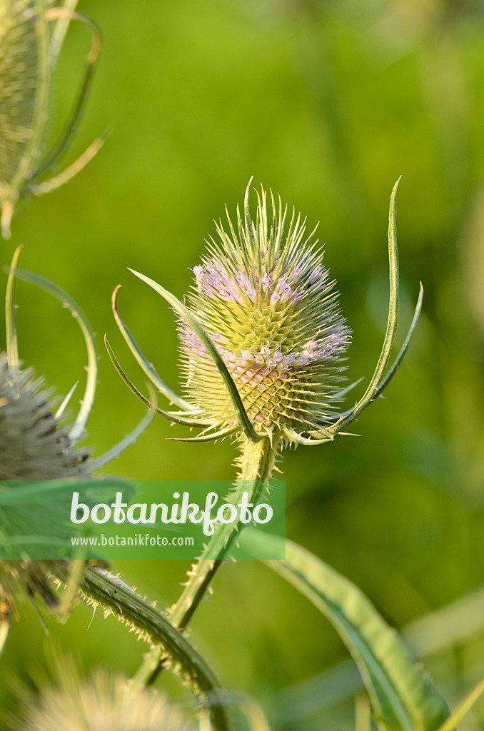 498164 - Weberkarde (Dipsacus sativus)