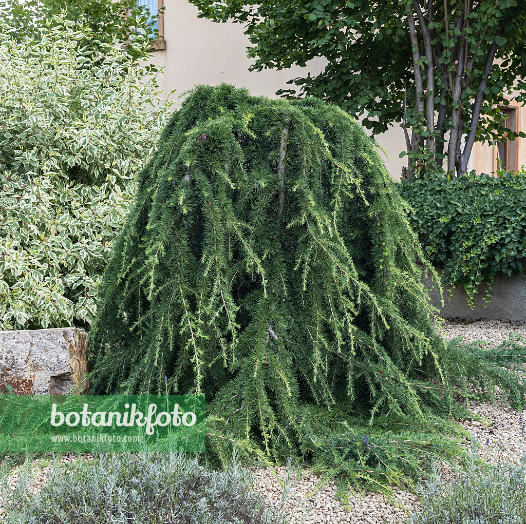 651153 - Weeping Himalayan cedar (Cedrus deodara 'Pendula')