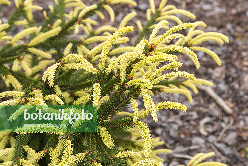 664308 - Weeping spruce (Picea abies 'Inversa')