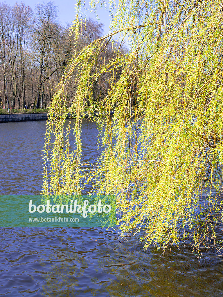 483199 - Weeping willow (Salix x sepulcralis)