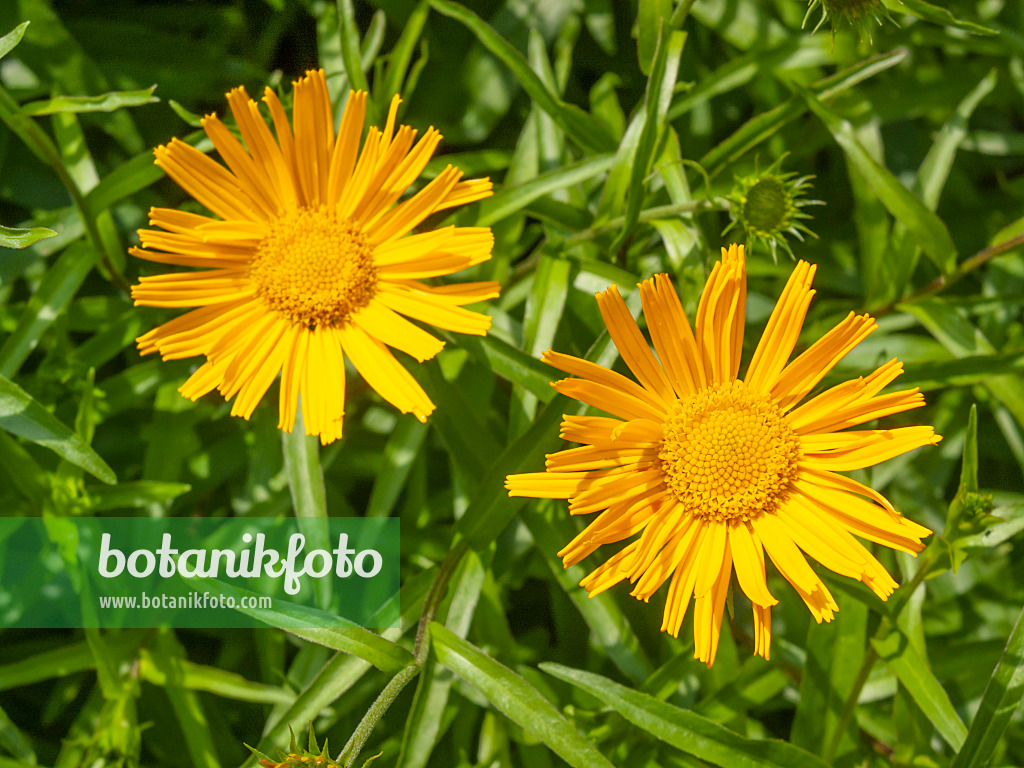 414065 - Weidenblättriges Ochsenauge (Buphthalmum salicifolium)