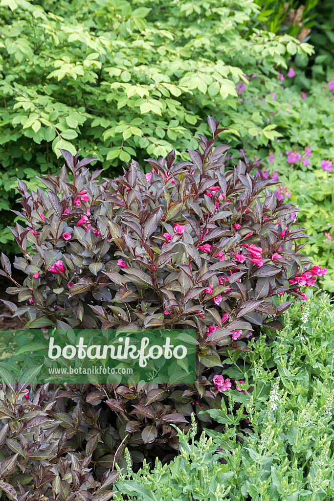 651568 - Weigela florida 'Alexandra'