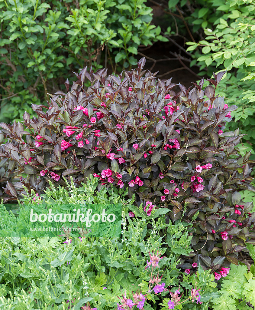 651569 - Weigela florida 'Alexandra'